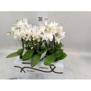 Phalaenopsis   ...mini