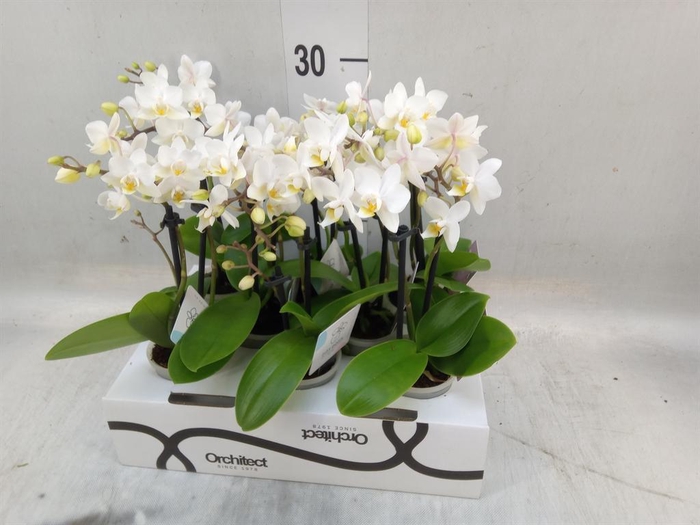 <h4>Phalaenopsis   ...mini</h4>