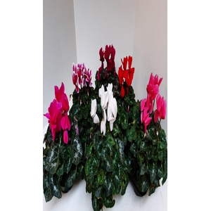 Cyclamen Super Serie XL 13Ø 35cm