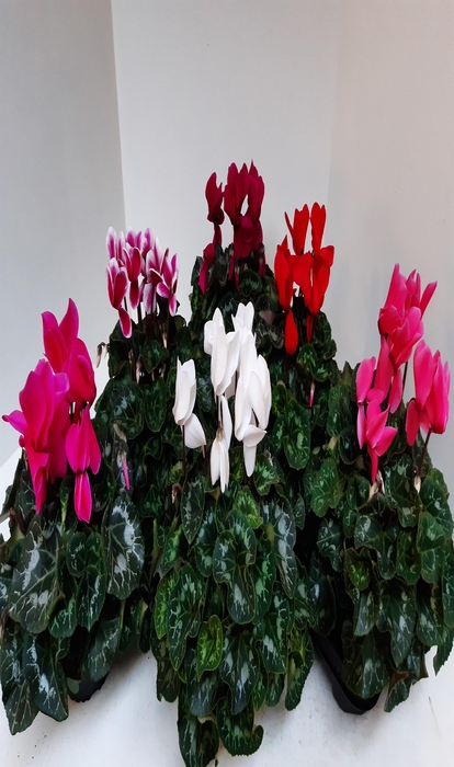 Cyclamen Super Serie XL 13Ø 35cm