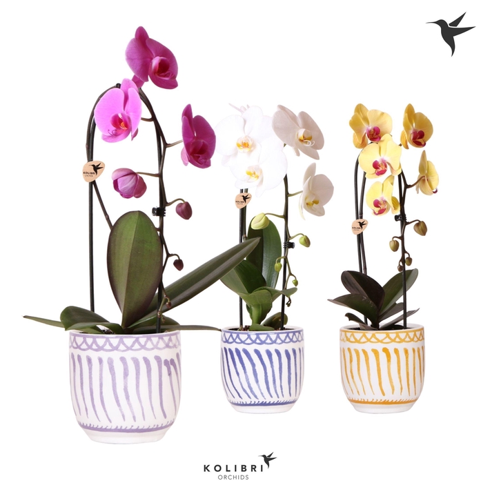 <h4>Kolibri Orchids Cascade Niagara Fall mix 1 spike in Granada pot mix</h4>