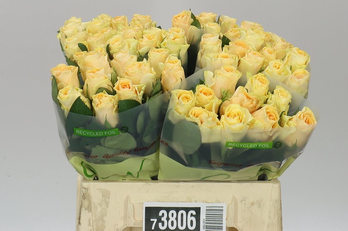 <h4>Rosa Gr Peach Tacazzi</h4>