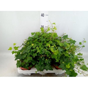 Hedera helix 'Pittsburgh'