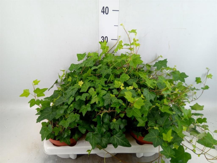 <h4>Hedera helix 'Pittsburgh'</h4>