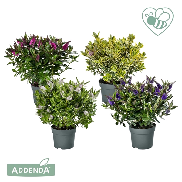 <h4>Hebe Addenda® Mix tray Groen+ Bont P15</h4>