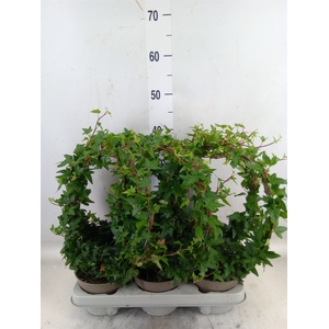 Hedera   ...green leafed