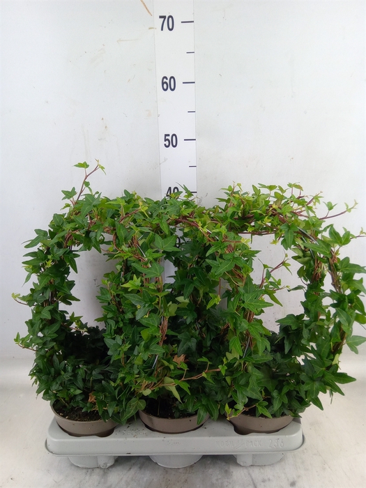 <h4>Hedera   ...green leafed</h4>