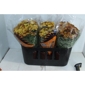 CRISANTEMO BOLA BELGA P20 LARANJA