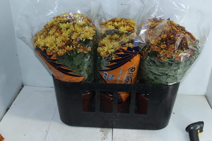 <h4>CRISANTEMO BOLA BELGA P20 LARANJA</h4>