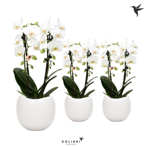 Kolibri Orchids Niagara fall white 2 spike in Bowl pot