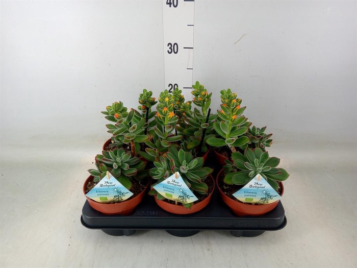 <h4>Echeveria   ...</h4>