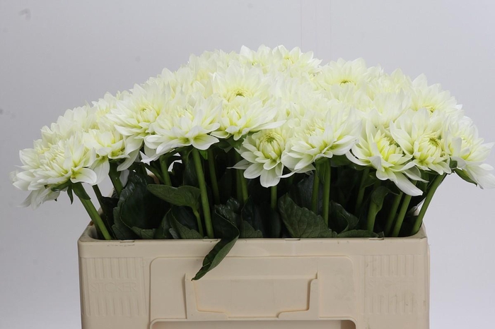 Dahlia Karma M. Zwaan