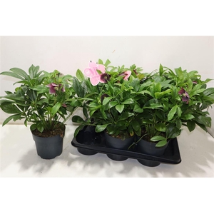 arr8 Hell Viv Victoria