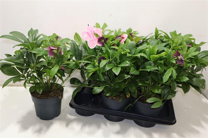 <h4>arr8 Hell Viv Victoria</h4>