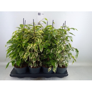 Ficus benja.   ...mix