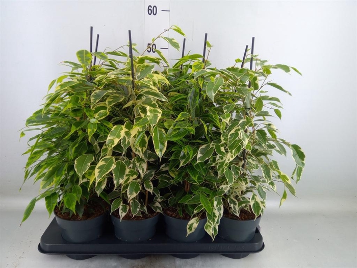 <h4>Ficus benja.   ...mix</h4>