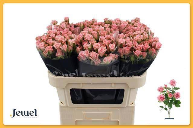 <h4>ROSA TR 'ODILIA'</h4>