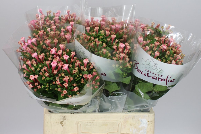 <h4>Bouv En Pink Jewel</h4>