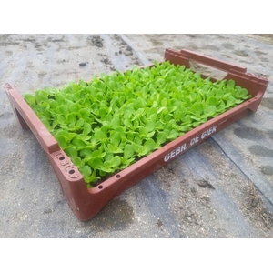 de Gier Groenteplanten 015 Bladgewas Salanova sla groen - 140 planten