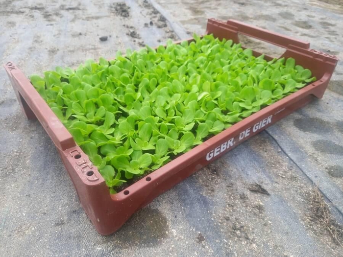 <h4>de Gier Groenteplanten 015 Bladgewas Salanova sla groen - 140 planten</h4>