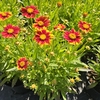 Coreopsis overig