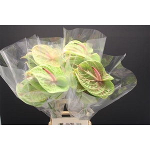 Anthurium Pistache