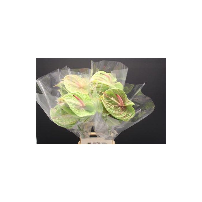 <h4>Anthurium Pistache</h4>