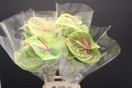 Anthurium Pistache