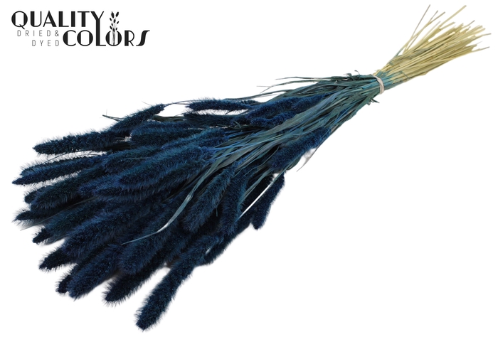 Setaria per bunch Dark Blue