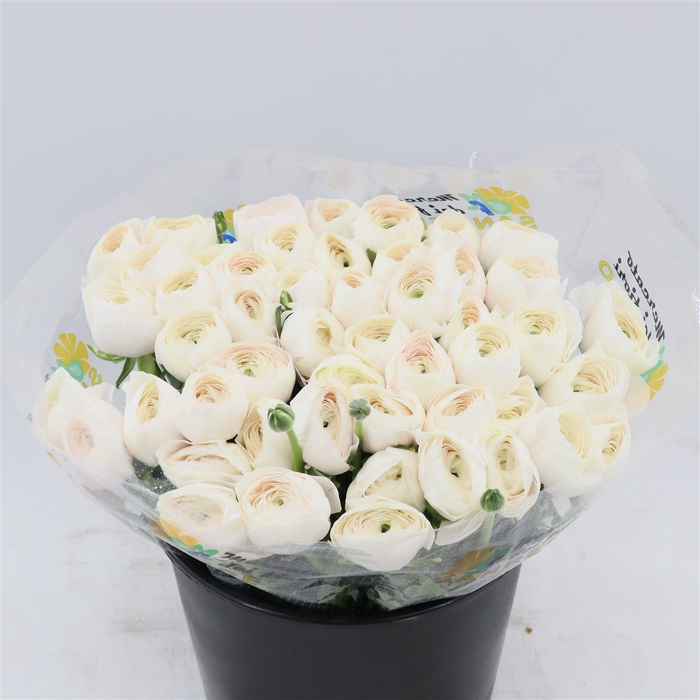 <h4>Ranunculus Succes Hanoi | Heavy Quality</h4>