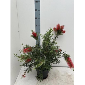 CALLISTEMON CITRINUS