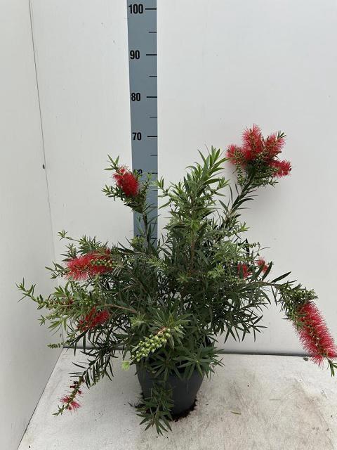 <h4>CALLISTEMON CITRINUS</h4>