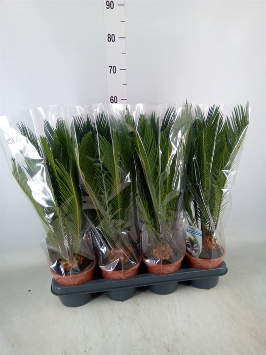 <h4>Cycas revoluta</h4>