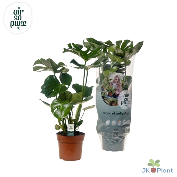 <h4>Monstera Deliciosa "Air So Pure"</h4>