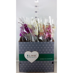 Phalaenopsis   ...mix