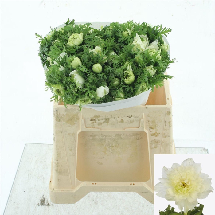 <h4>ANEM CO LEV BIANCO</h4>