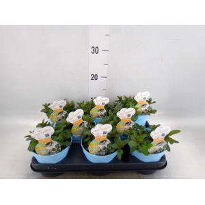 Mentha piperita