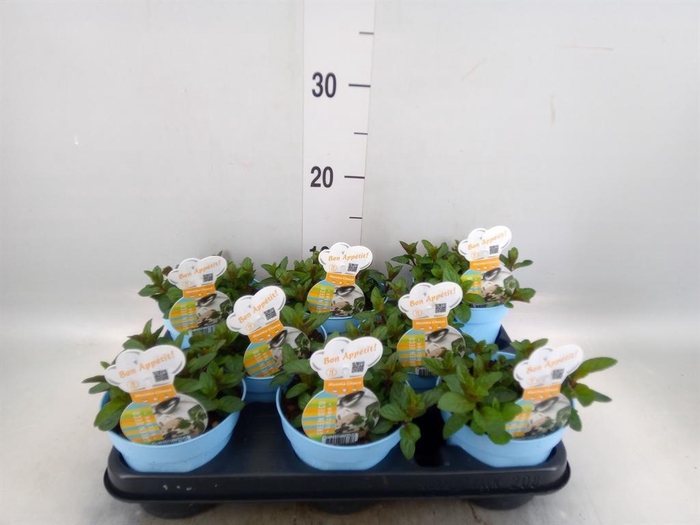 <h4>Mentha piperita</h4>