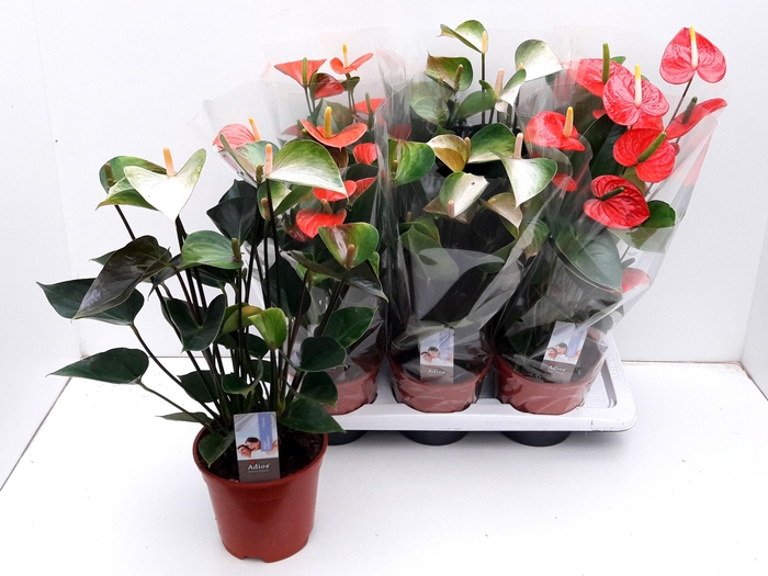 <h4>ANTHU AN GEM 3 KL</h4>