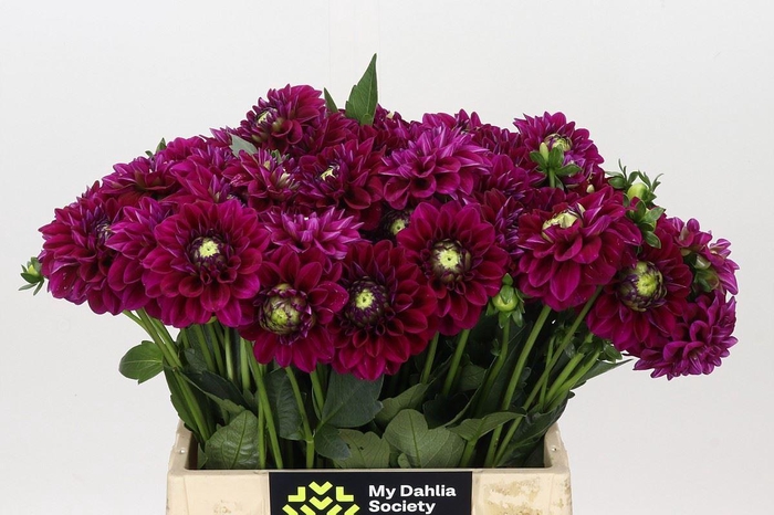 <h4>Dahlia BA 'Ivannetti'</h4>