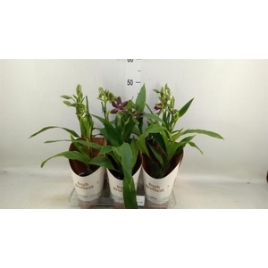 Zygopetalum  'Louisendorf'