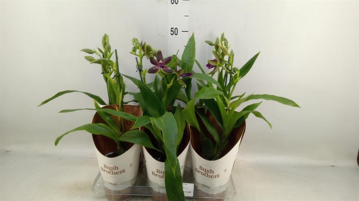 <h4>Zygopetalum  'Louisendorf'</h4>