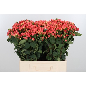 Hyp Mag Roy Princess