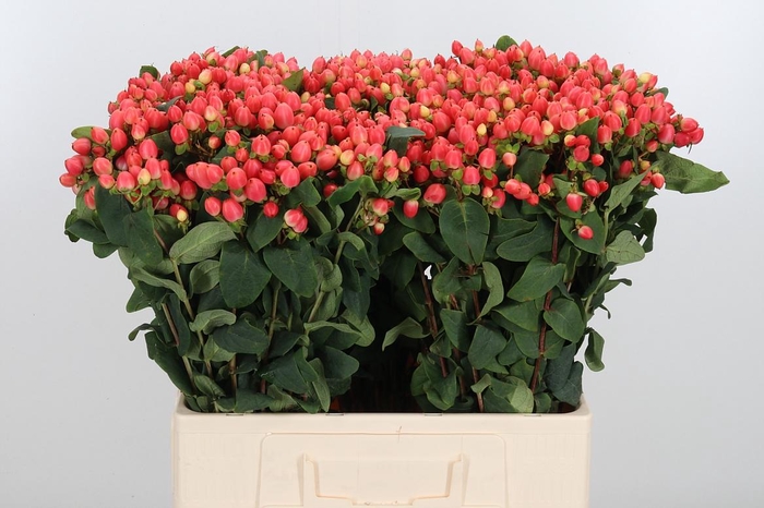 <h4>Hyp Mag Roy Princess</h4>