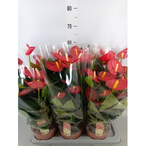 Anthurium andr. 'Tremendo'