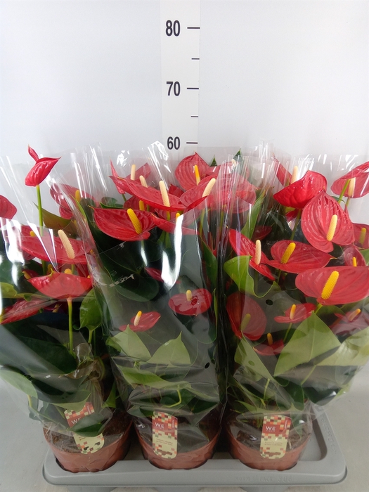 <h4>Anthurium andr. 'Tremendo'</h4>