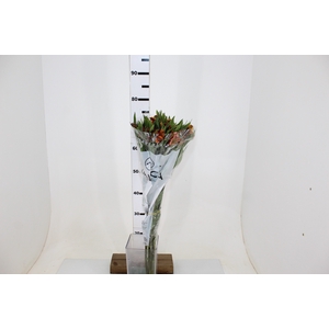 ALSTROEMERIA COCKTAIL 080 CM