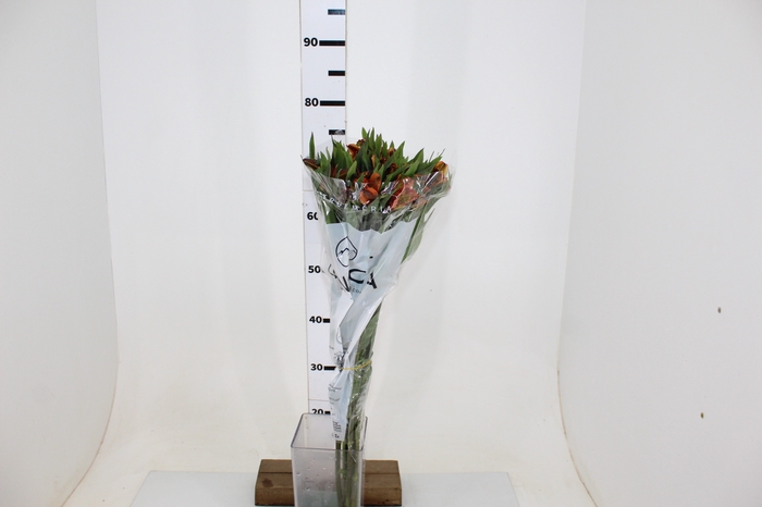 ALSTROEMERIA COCKTAIL 080 CM
