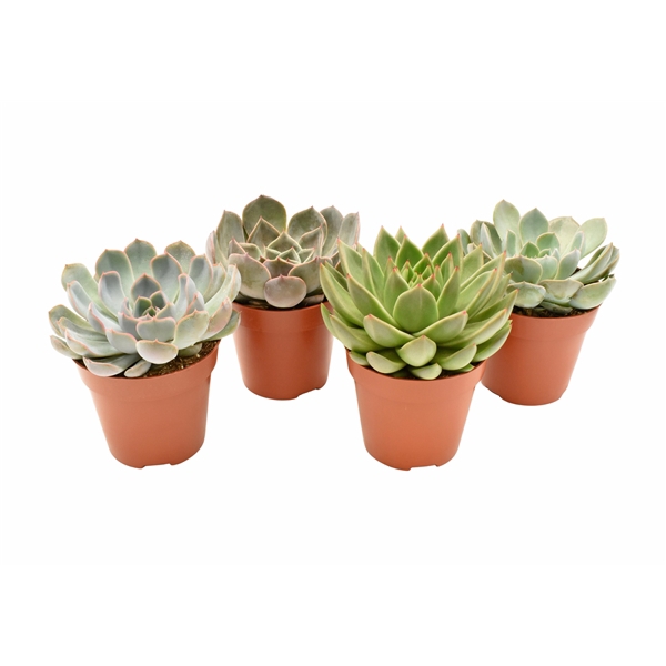 <h4>Echeveria mix - Basic</h4>