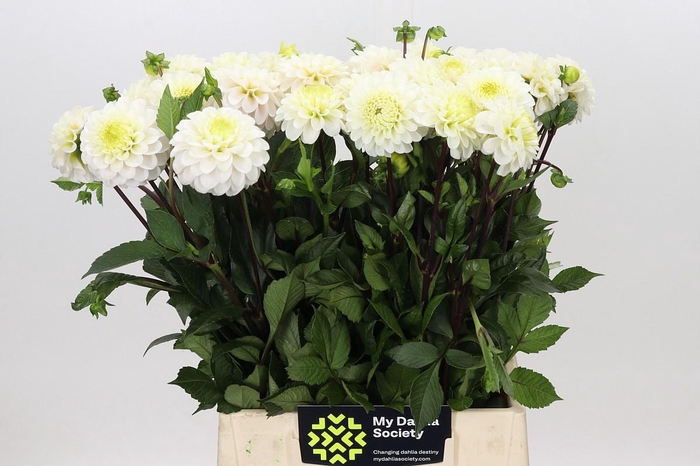 <h4>Dahlia Never Give Up</h4>